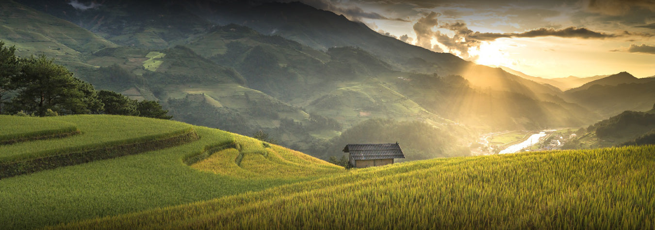 a wild rice farm on a mountain during sunset