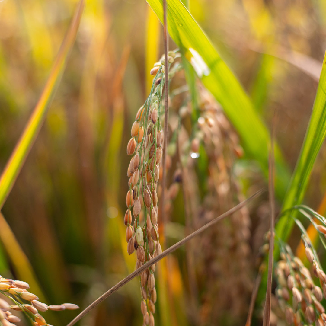 a wild rice plant outside in the sun with green leaves