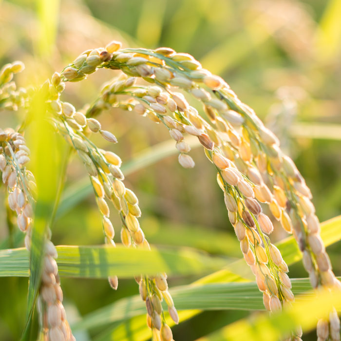 all natural wild rice plants during harvest season